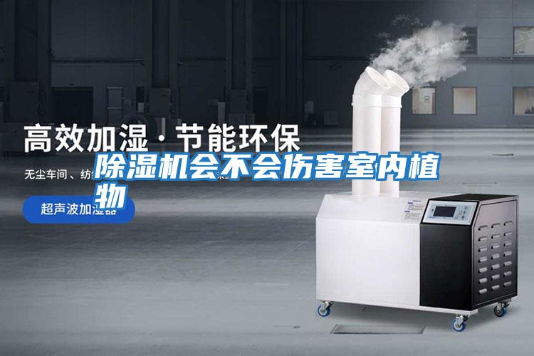 除濕機會(huì )不會(huì )傷害室內植物
