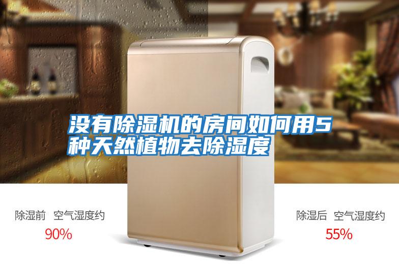 沒(méi)有除濕機的房間如何用5種天然植物去除濕度