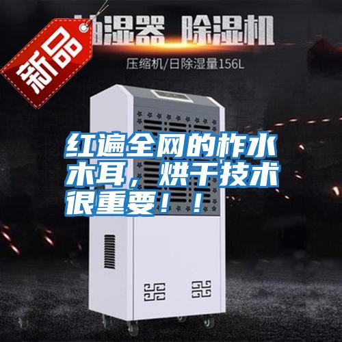 紅遍全網(wǎng)的柞水木耳，烘干技術(shù)很重要??！