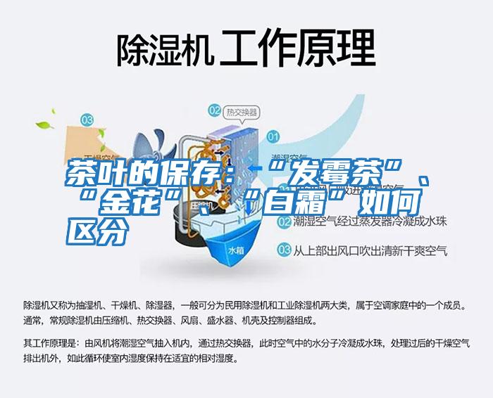 茶葉的保存：“發(fā)霉茶”、“金花”、“白霜”如何區分