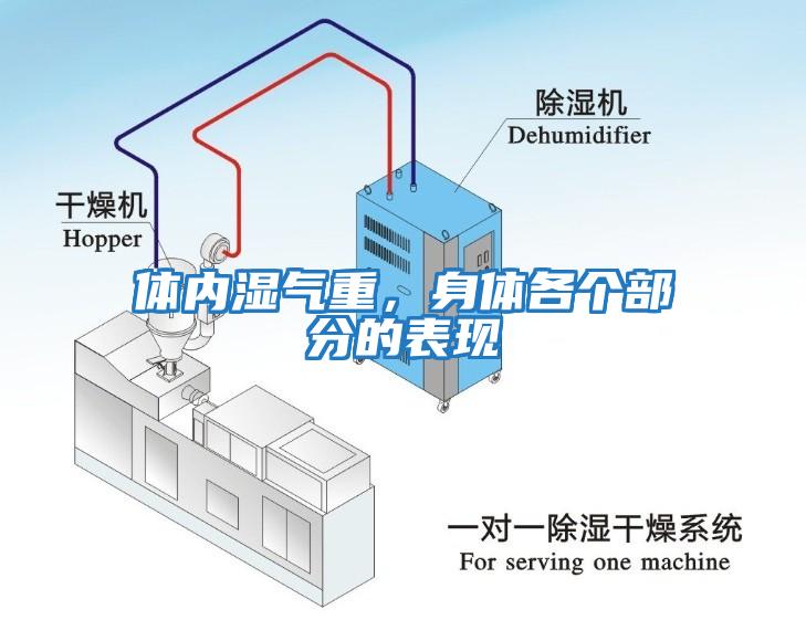 體內濕氣重，身體各個(gè)部分的表現