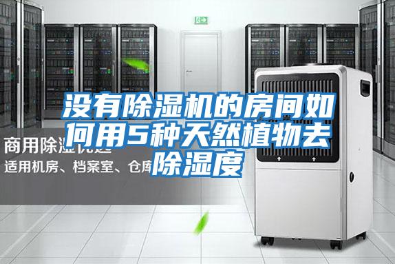 沒(méi)有除濕機的房間如何用5種天然植物去除濕度