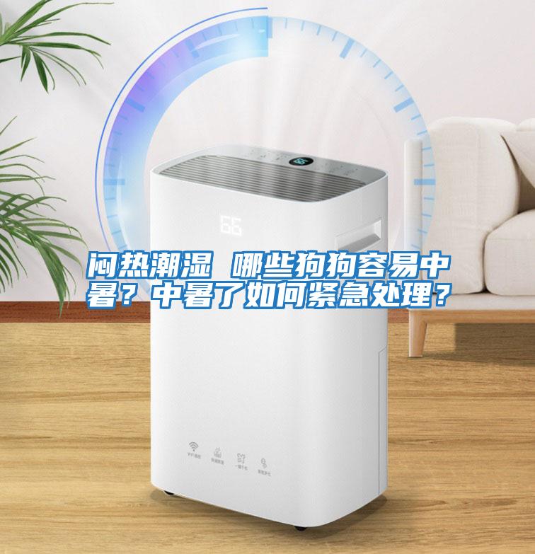 悶熱潮濕 哪些狗狗容易中暑？中暑了如何緊急處理？