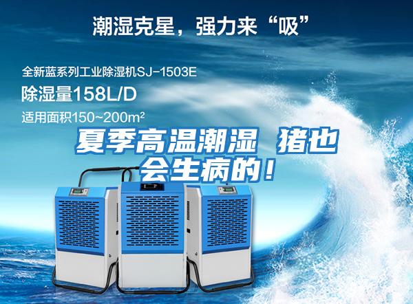 夏季高溫潮濕 豬也會(huì )生病的！