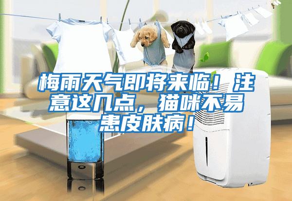 梅雨天氣即將來(lái)臨！注意這幾點(diǎn)，貓咪不易患皮膚??！